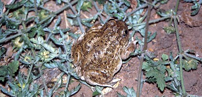 Spadefoot Toad Spadefoot Toad