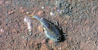 Tadpole Shrimp Tadpole Shrimp