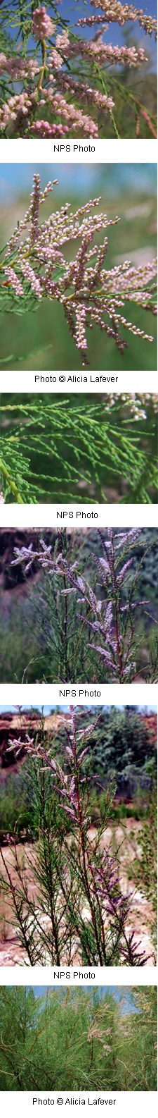 Tamarix chinensis Tamarix chinensis