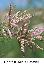 Round pink bud-like flowers.