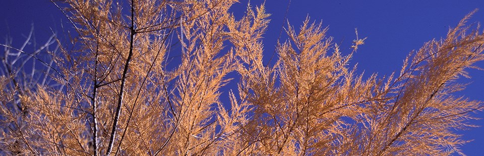 feathery brown leaves on a tan plant in front of a deep blue sky.