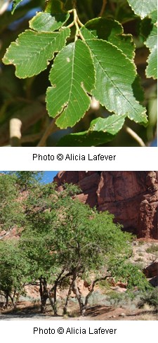 Tree with oval shaped serrated leaves