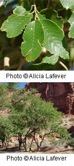 Tree with green serrated and oval shaped leaves.