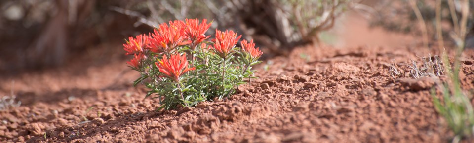 small flowers with green leaves and brushy red tops