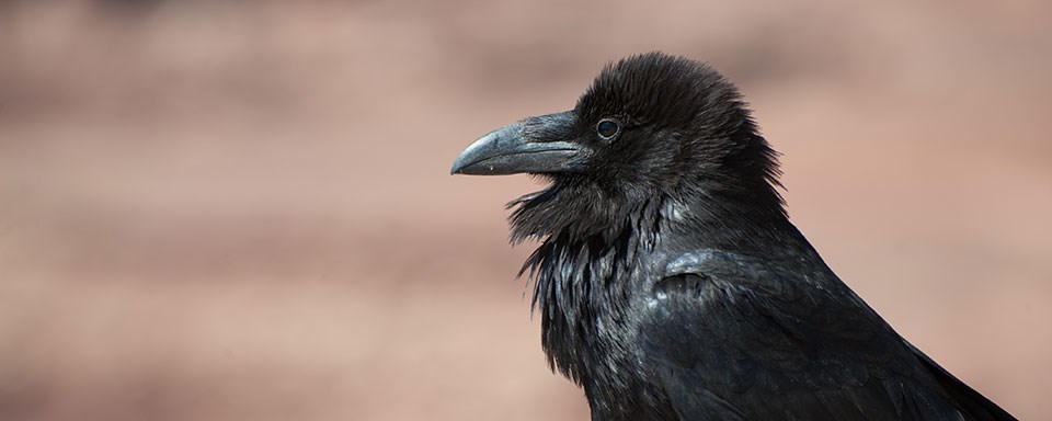 A bird with shaggy iridescent black feathers, black eyes, and a black beak.