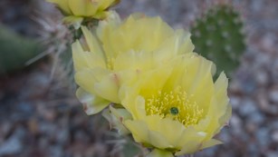 Pale yellow flowers with papery petals and fuzzy yellow centers sit atop green cactus paddles.