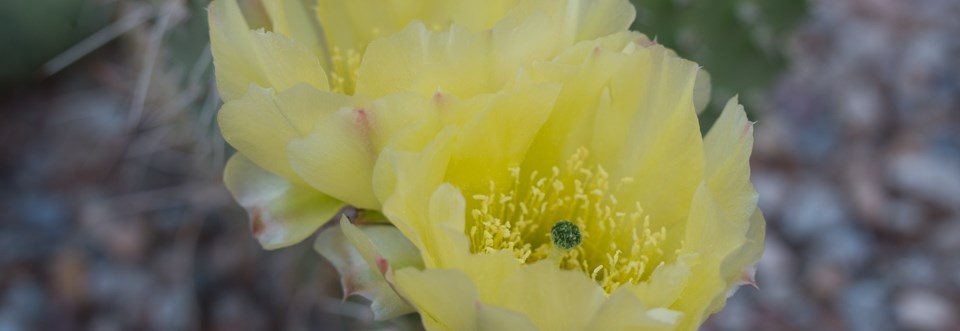 a yellow flower with paper thin petals with a blurry cactus in the background