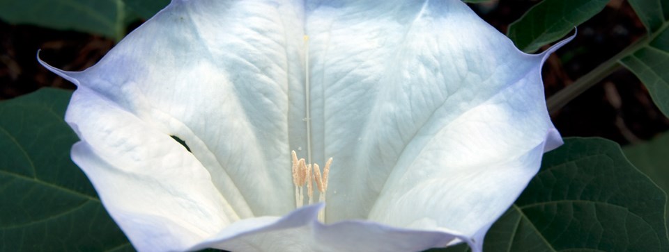 A blooming large white flower surrounded by dark green leaves.