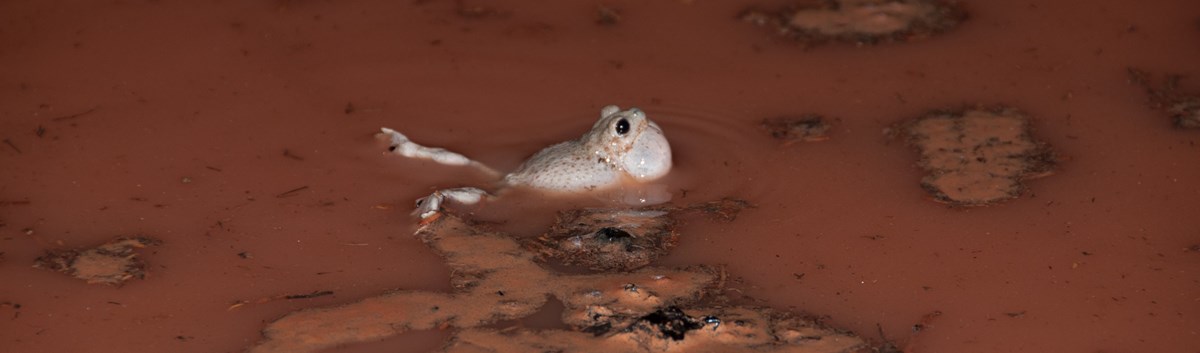 A light grey toad floating on its belly in muddy water with its chest puffed out.