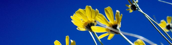 Yellow wildflowers Yellow wildflowers
