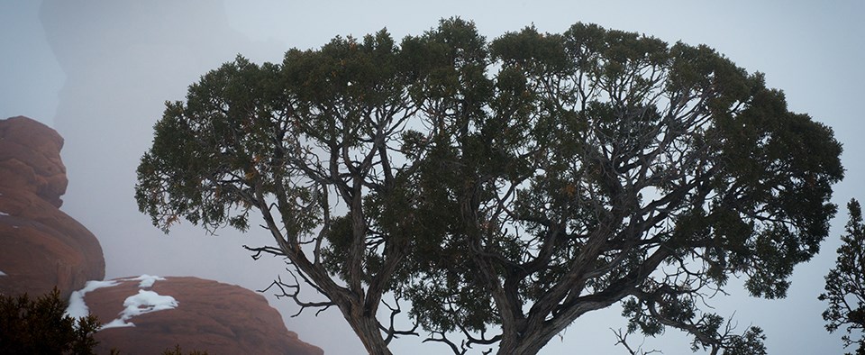 A gnarled tree with small green scaly leaves surrounded by fog.
