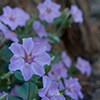 A close up of a cluster of lavender colored flowers surrounded by green leaves.