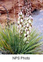 Yucca harrimaniae