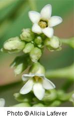 Apocynum cannabinum