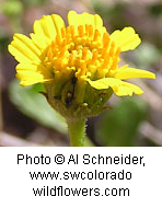 Encelia frutescens