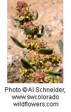 Atriplex confertifolia
