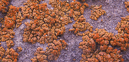 Closeup of lichens on sandstone