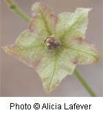 Mirabilis linearis