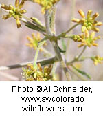 Eriogonum alatum