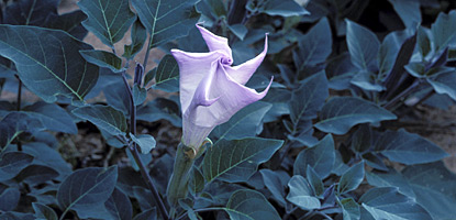 Datura (Datura wrightii) produces the largest flower in canyon country