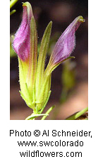 Cordylanthus wrightii