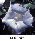 Datura wrightii