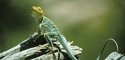 Western Collared Lizard