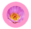 Pink flowers