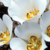 Flower Guide