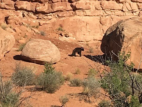 a landscape of orange sand dotted with low growing green shrubs. A red wall of rock fills the background and a black bear walks along the base.
