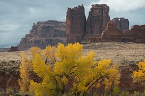 trees with yellow leaves in front of stone monoliths