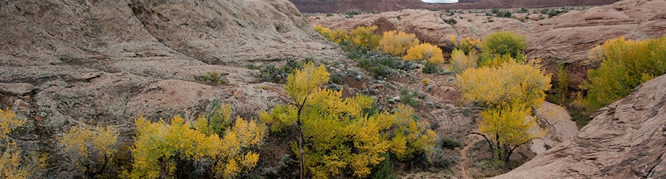 Trees with leaves turning a golden yellow grow down in between two sections of steep red rock.