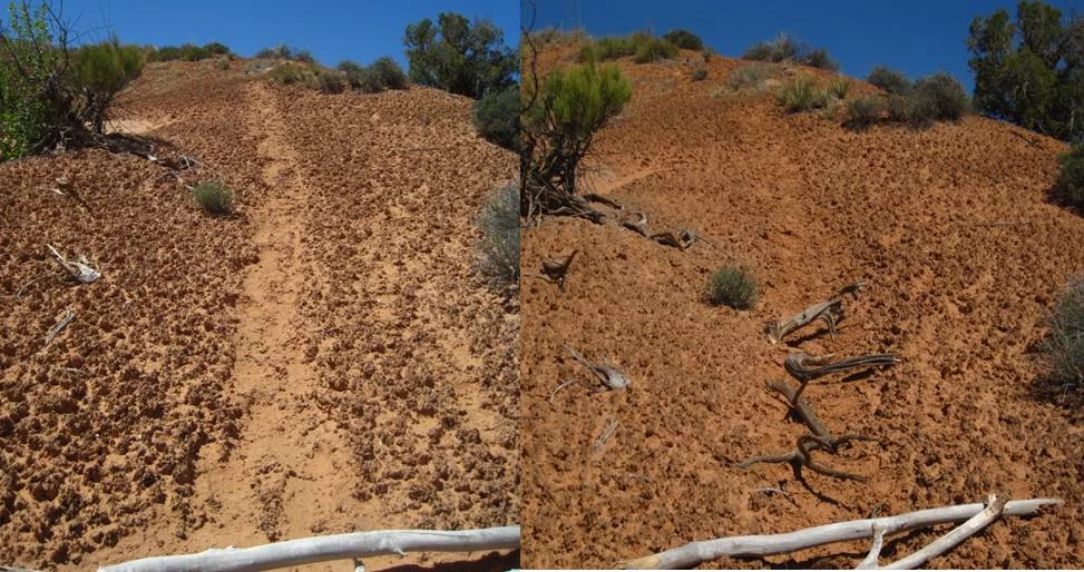 Walking on living soil crust causes significant damage. Staff rake and block these "social" trails to discourage their use. A composite image of a damaging path of footprints across soil crust and the damaged area restored back to a healthy crust covered landscape. The crust is brown and there is green vegetation.