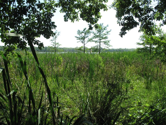 Looking across the marsh, cypress and tall green grass in view.