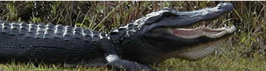 alligator basking on shore.