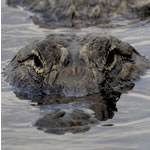 alligator