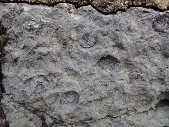 01-JOBO-NY fossils NPS photo