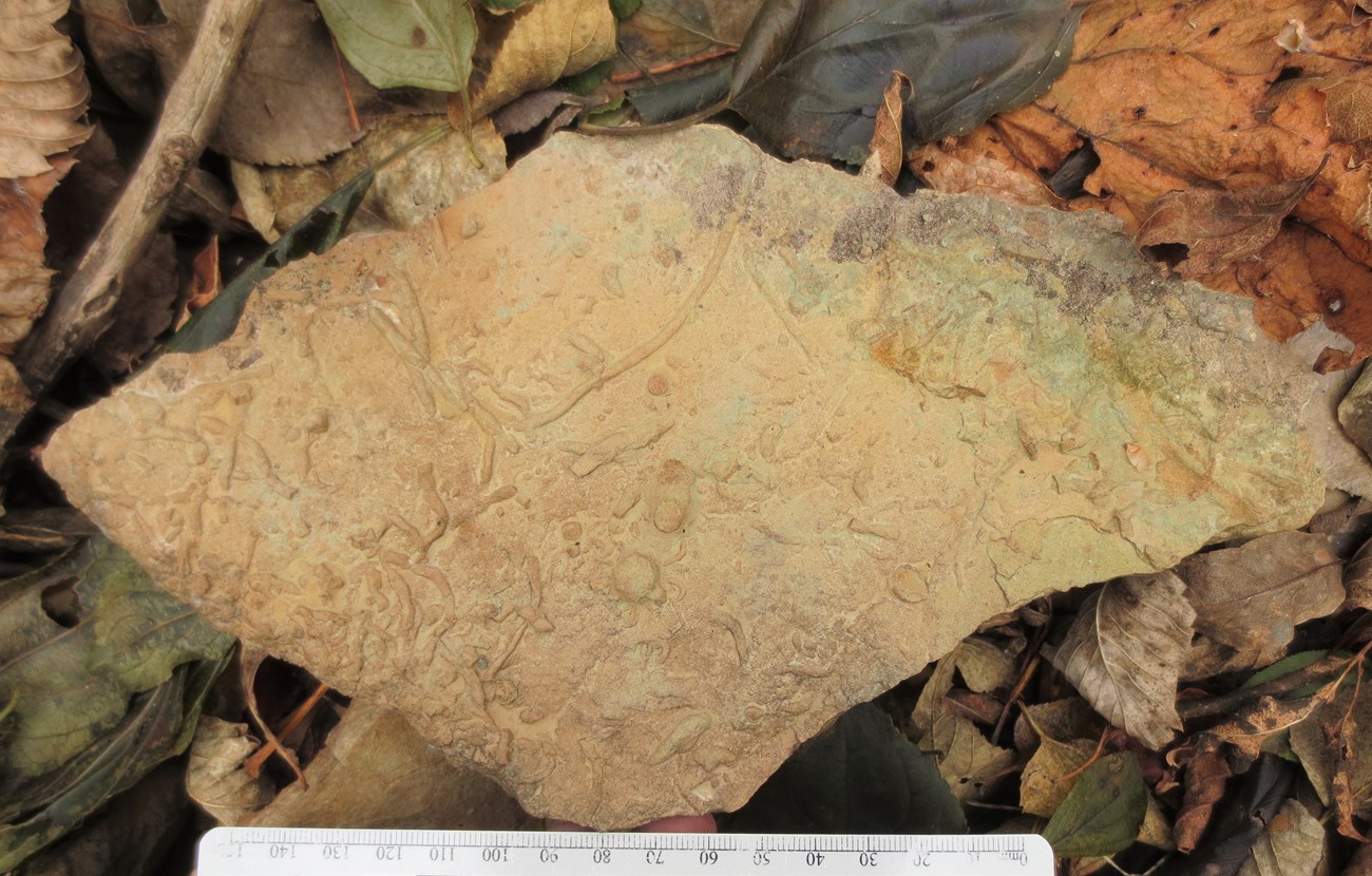 stone slab with fossil burrows