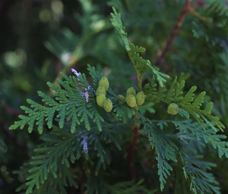 Eastern Red Cedar leaves with large, round seed cones.