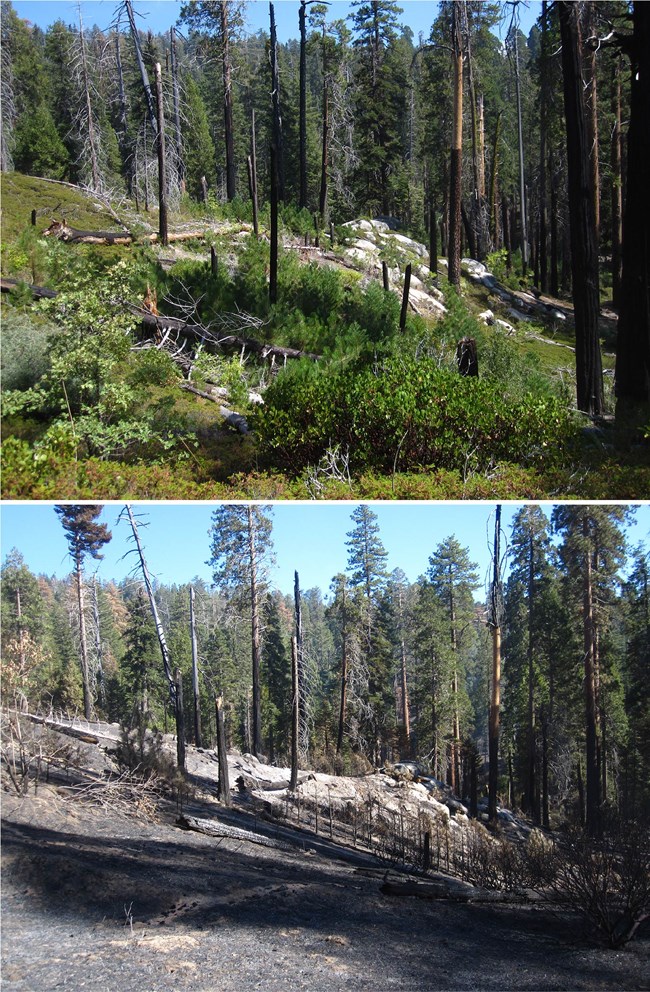 Upper image: Conifer forest in Kings Canyon National Park that had been prescribed burned twice, and has an open forest with healthy shrubs and herbaceous plants. Lower image shows the same place after the 2015 wildfire, with conifer trees still living.