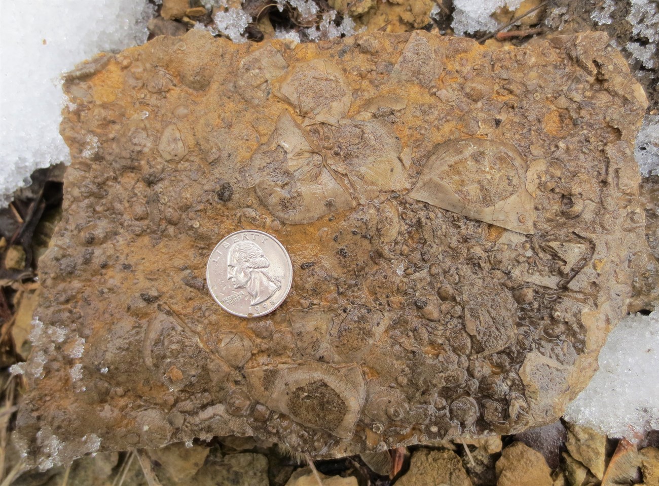 stone slab with fossil brachiopods