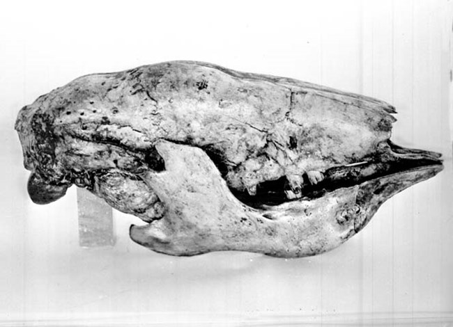 historic photo of a fossil skull