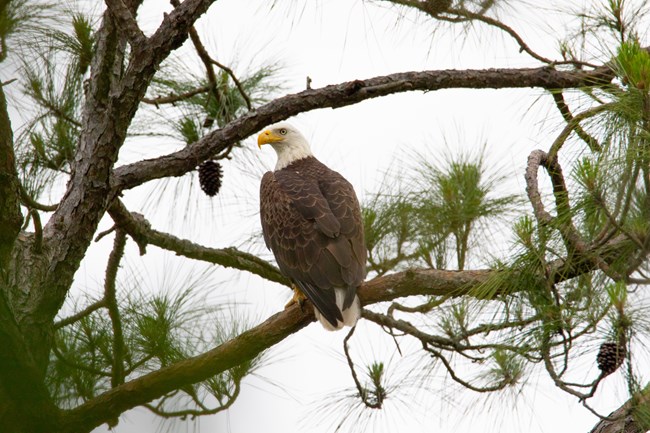 A brown and white feathered Bald Eagle sitting on a tree branch.