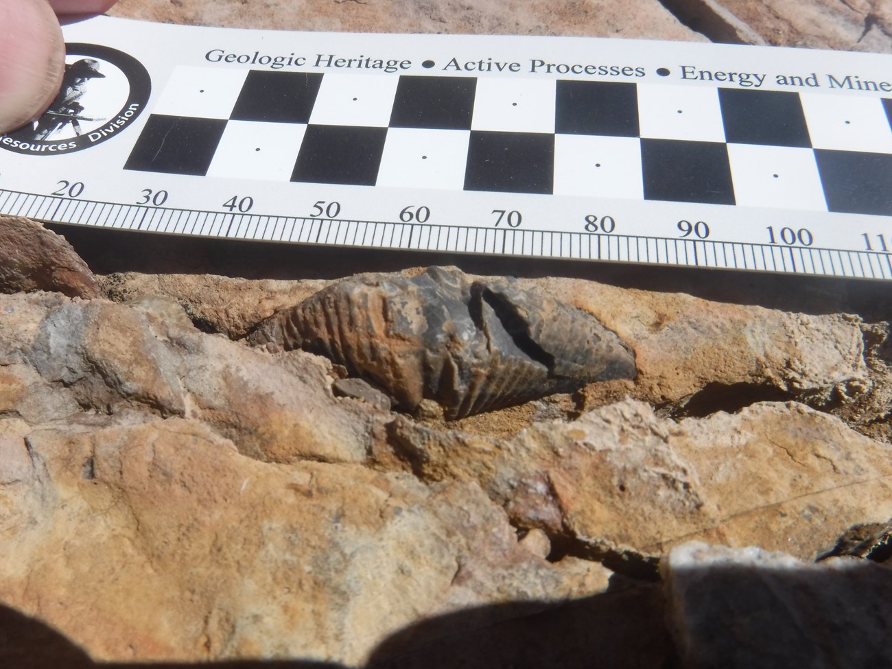 fossil brachiopod