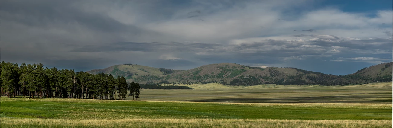 05 - Owsley_240611_7320-Pano A vast, montane grassland with a pine grove at the edge.