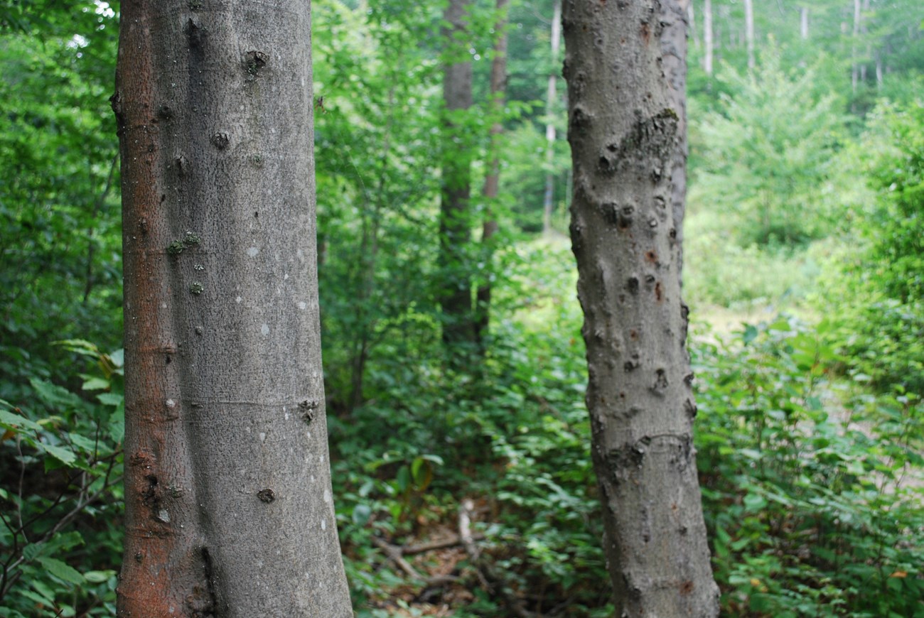 Beech bark disease Lesions in the bark of American beech trees