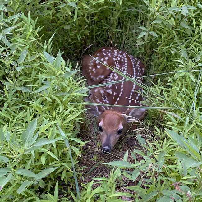 Deer Fawn in June 2024 a small brown baby deer lays on the ground looking up with big eyes. the fawn has white spots and is surrounded by green vegetation.