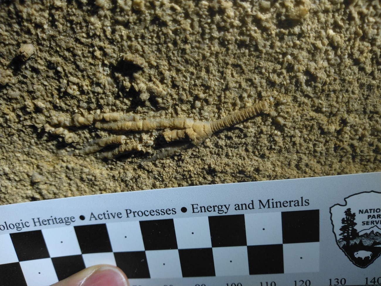 fossil crinoid