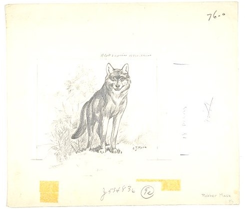 Pencil sketch of a wolf with a dark mask of fur on its face