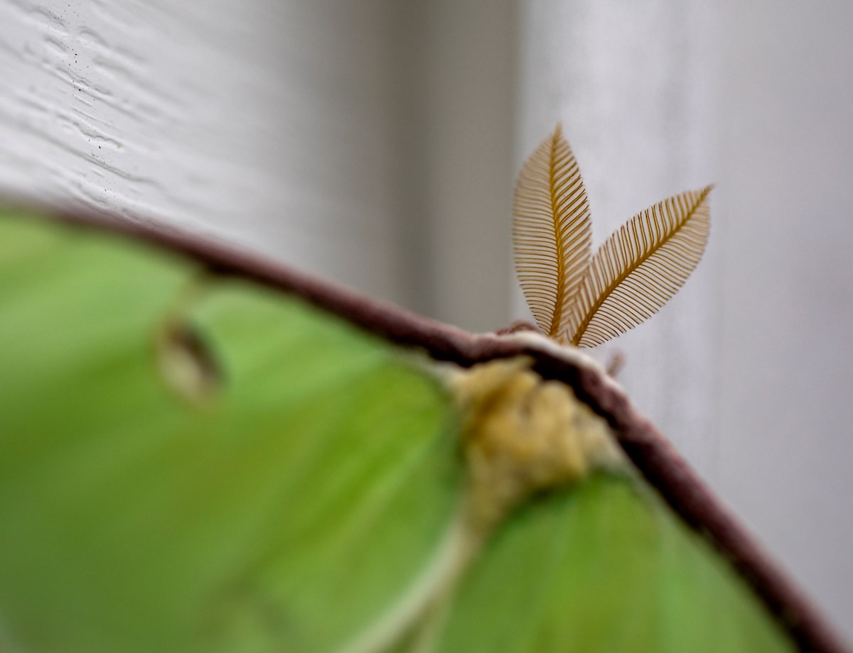 Detail of feather-like antennae on a green Luna moth